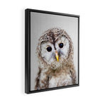 Baby Owl - Colorful Framed Canvas Print Gallery Image 2