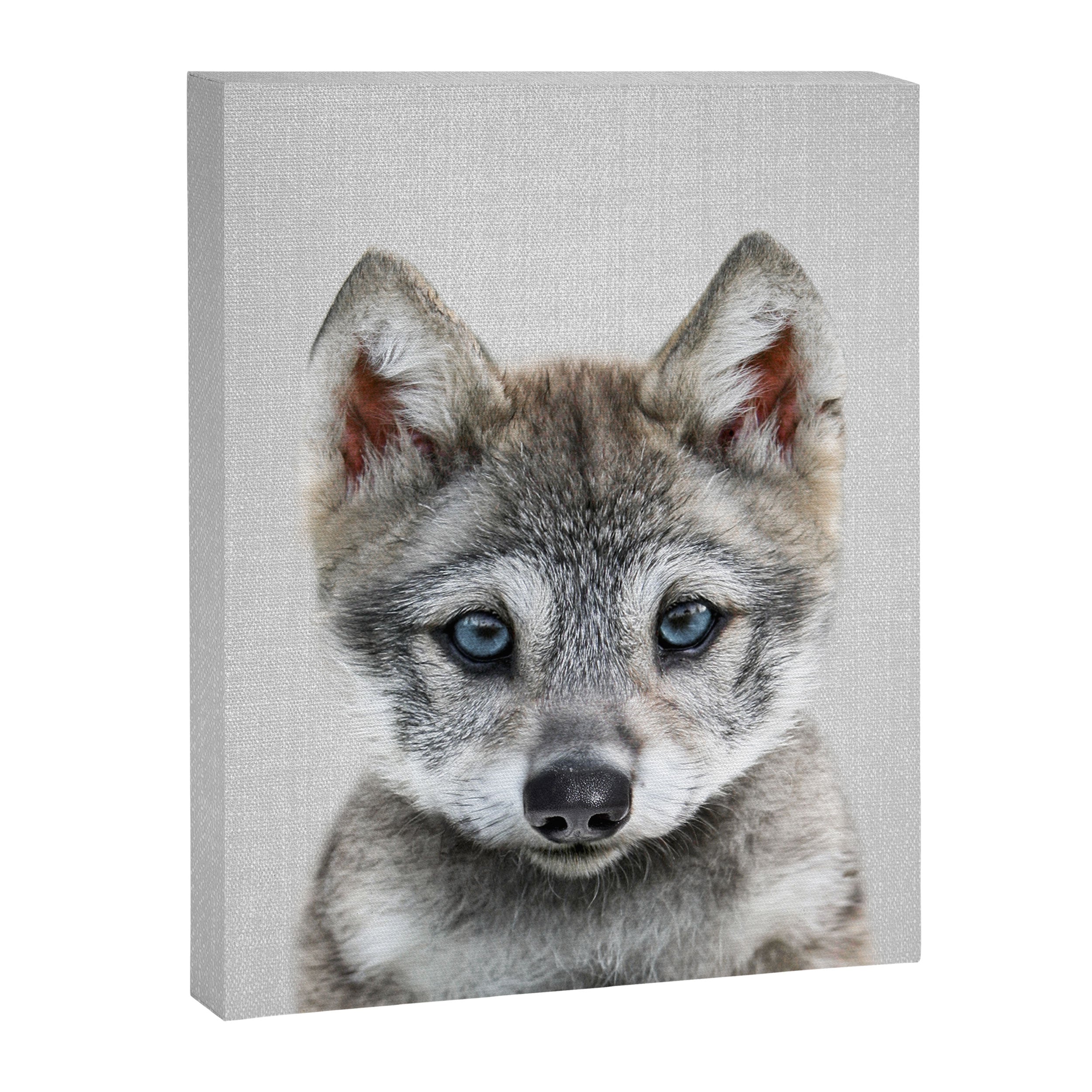 Baby Wolf - Colorful Canvas Print Gallery Image 8