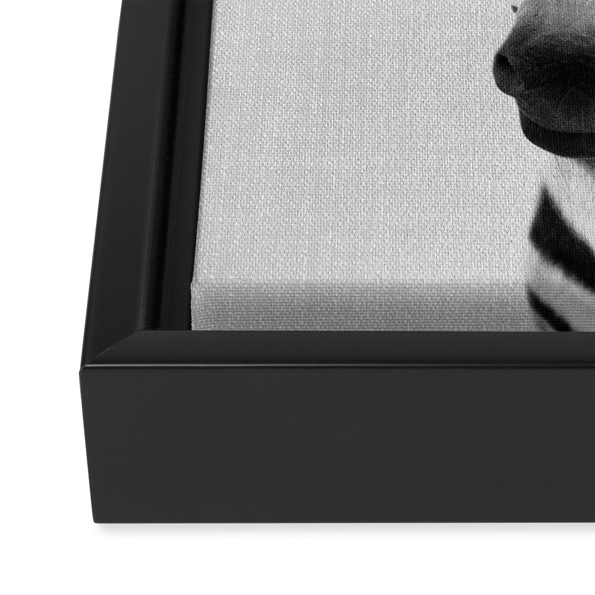 Baby Zebra - Black & White Framed Canvas Print Gallery Image 3