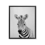 Baby Zebra - Black & White Framed Canvas Print Gallery Image 8