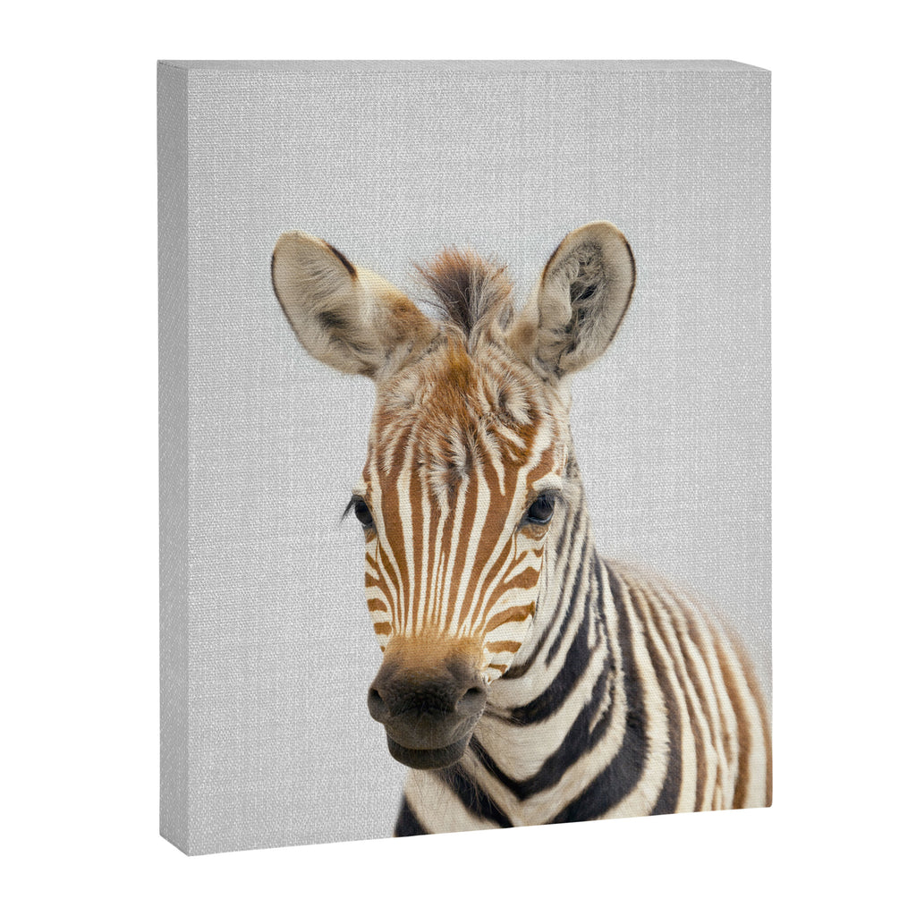 Baby Zebra - Colorful Canvas Print Gallery Image 8