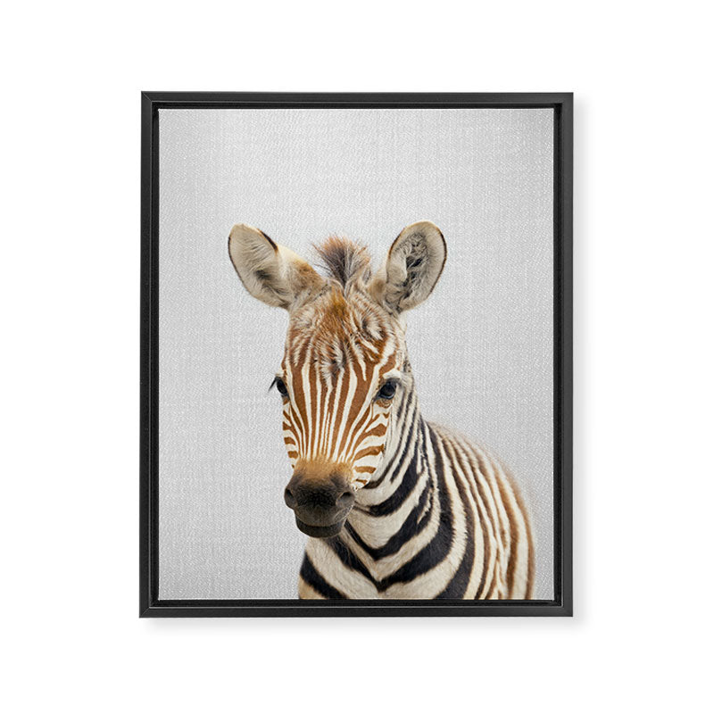 Baby Zebra - Colorful Framed Canvas Print Gallery Image 8