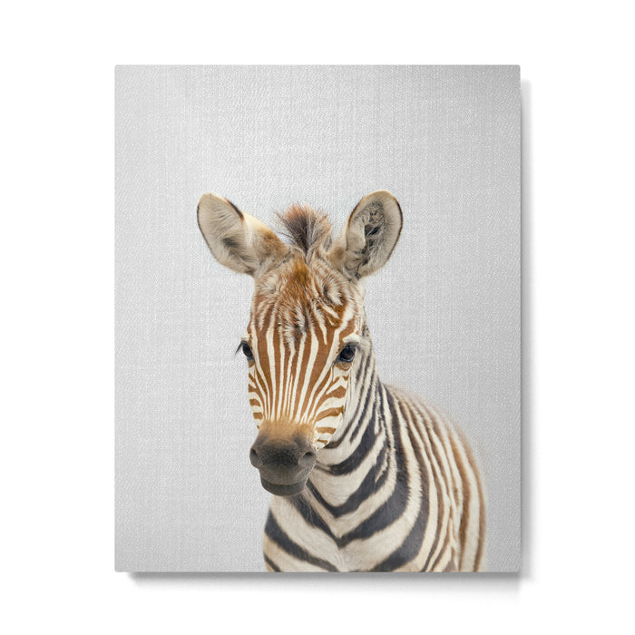 Baby Zebra - Colorful Metal Print Gallery Image 1