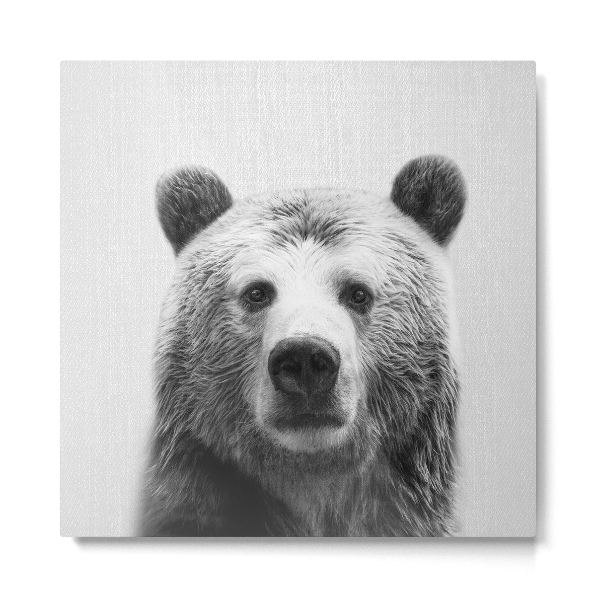 Bear - Black & White Metal Print Gallery Image 2