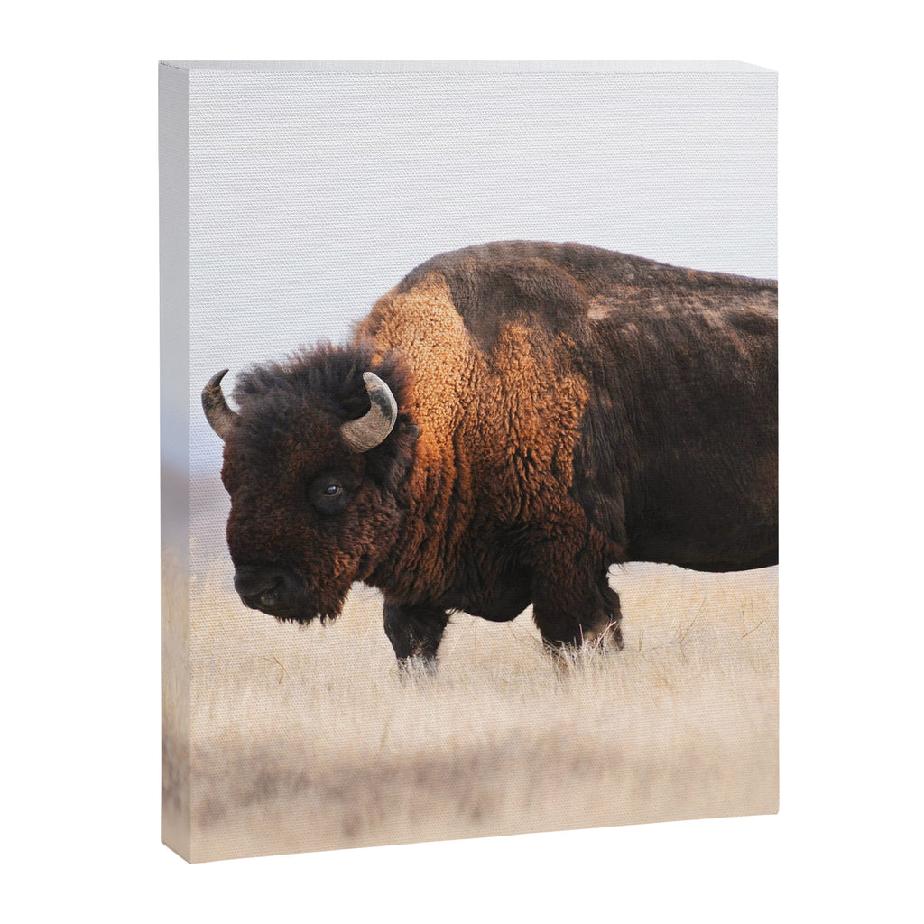Bison Whisper Canvas Print Gallery Image 6