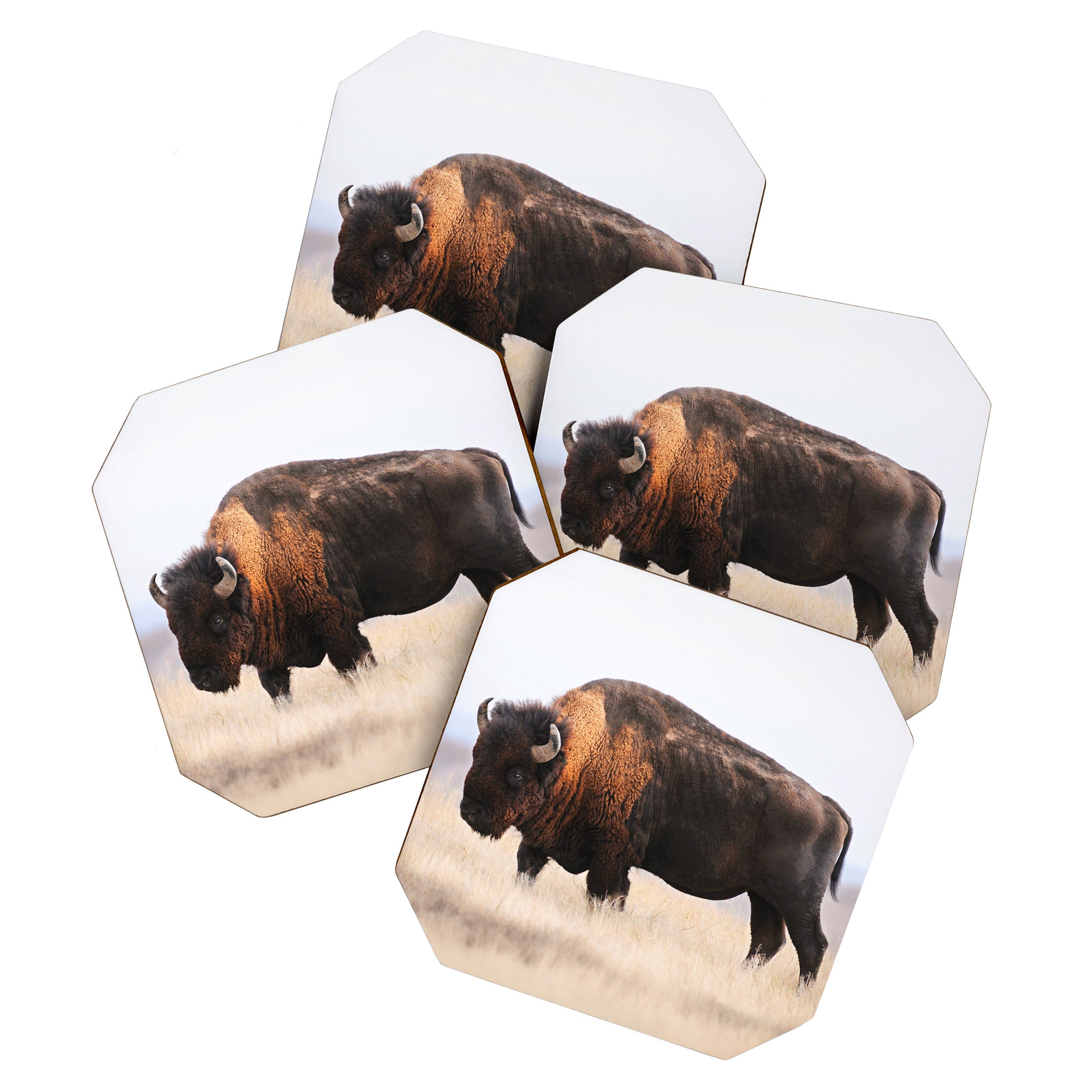 Bison Whisper Coaster Gallery Image 1