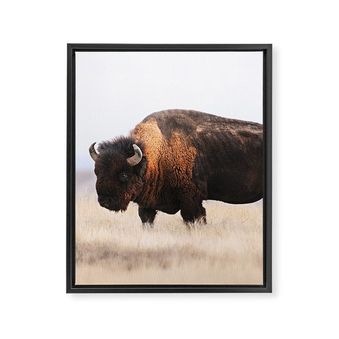 Bison Whisper Framed Canvas Print Gallery Image 1