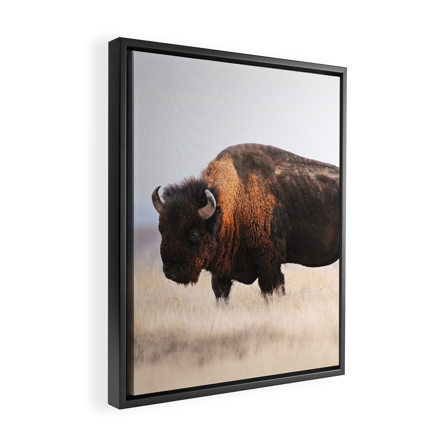 Bison Whisper Framed Canvas Print Gallery Image 2