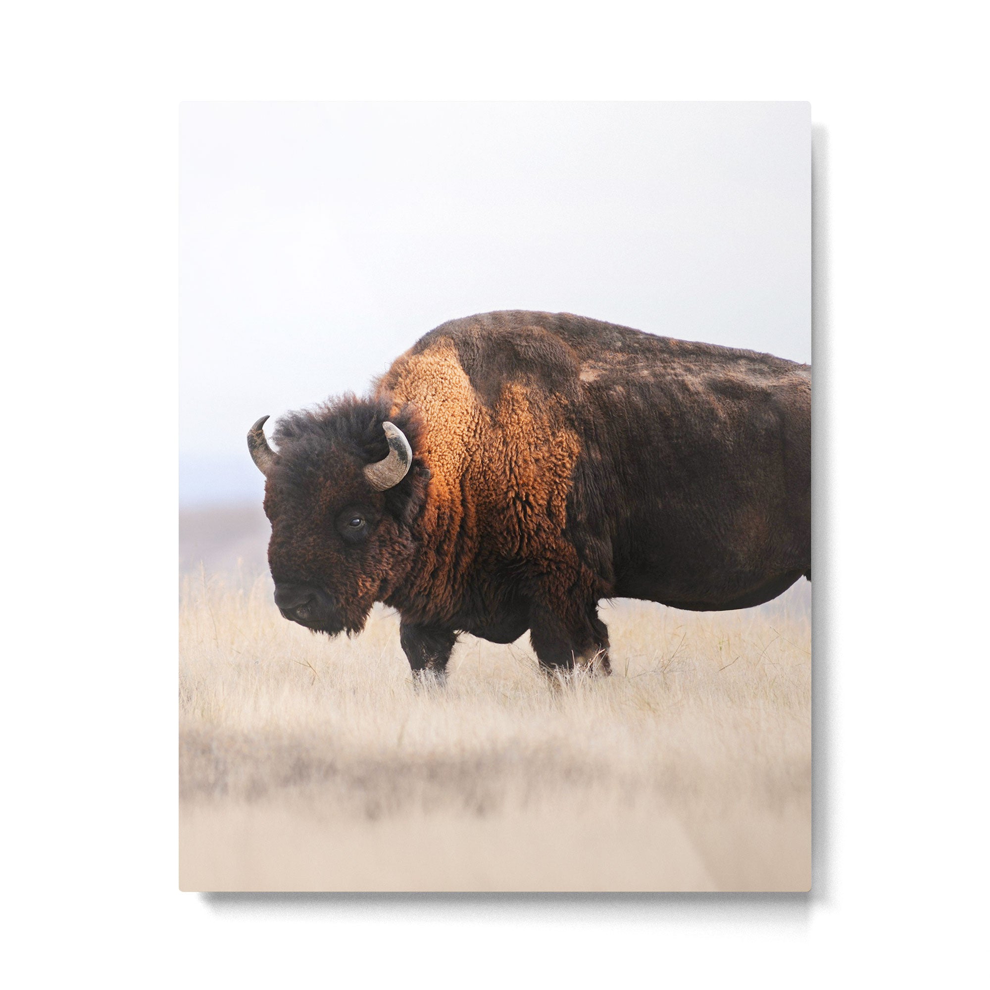 Bison Whisper Metal Print Gallery Image 4