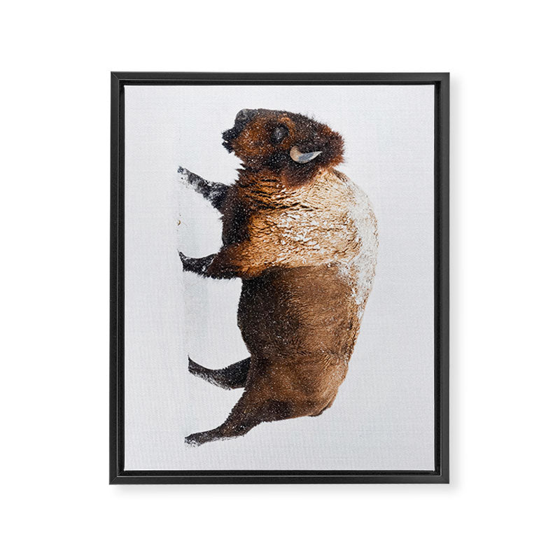 Buffalo In The Snow Framed Canvas Print Gallery Image 6
