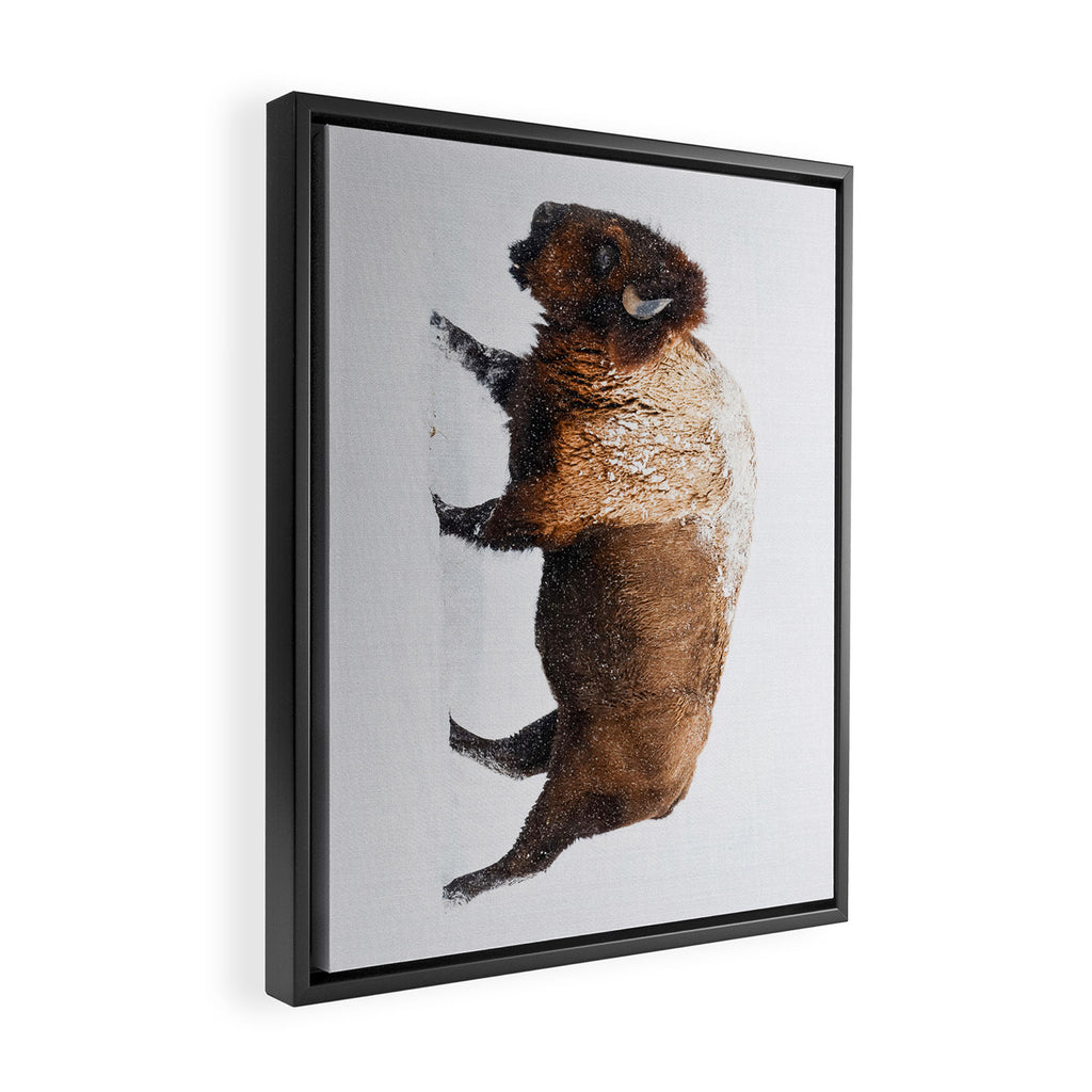 Buffalo In The Snow Framed Canvas Print Gallery Image 2