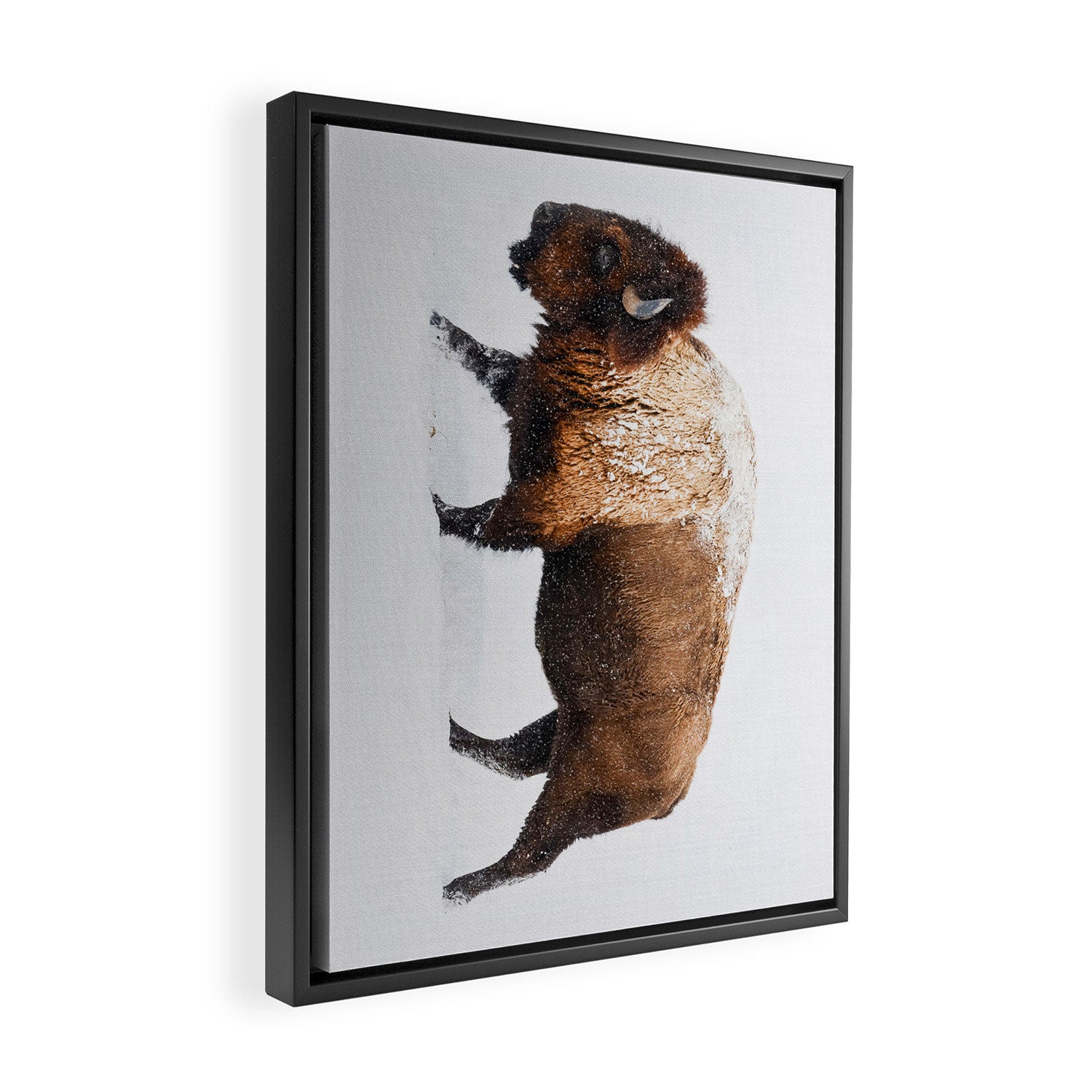 Buffalo In The Snow Framed Canvas Print Gallery Image 2