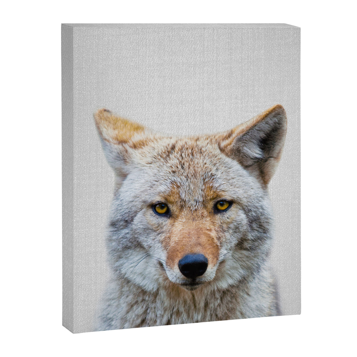 Coyote - Colorful Canvas Print Gallery Image 8