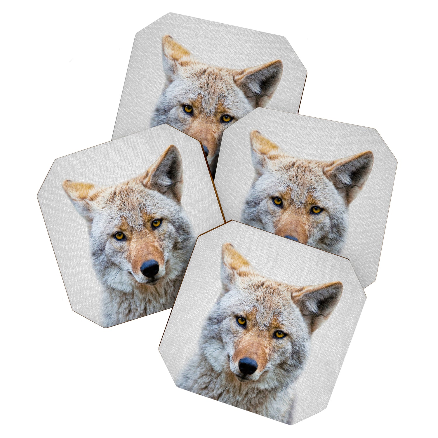 Coyote - Colorful Coaster Gallery Image 1