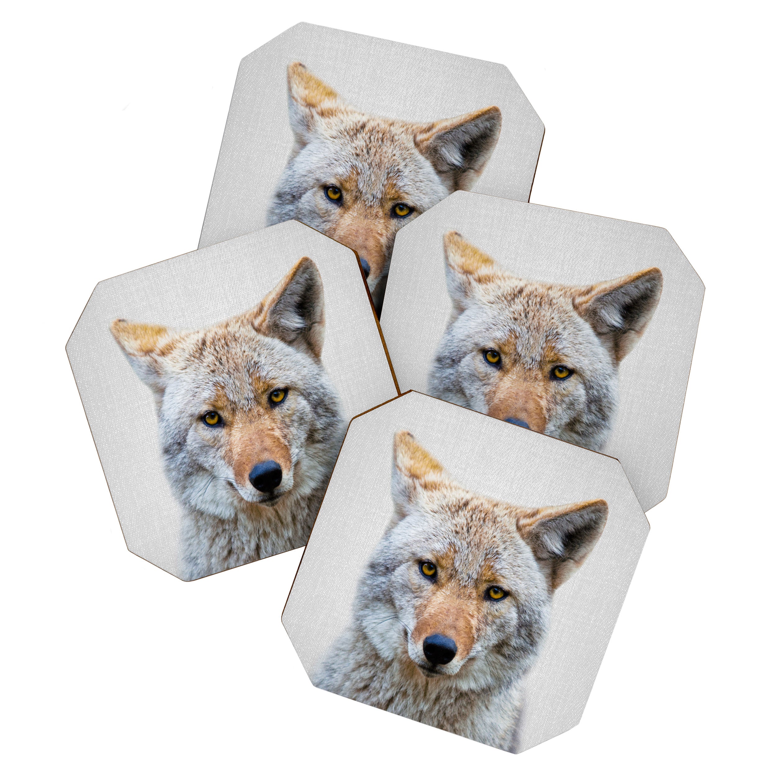 Coyote - Colorful Coaster Gallery Image 1