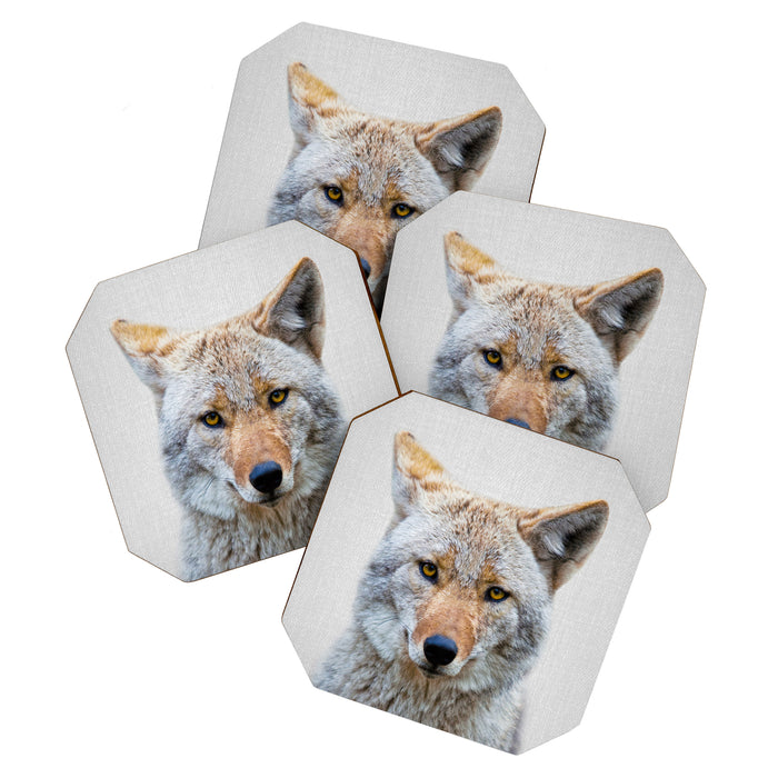 Coyote - Colorful Coaster Gallery Image 1