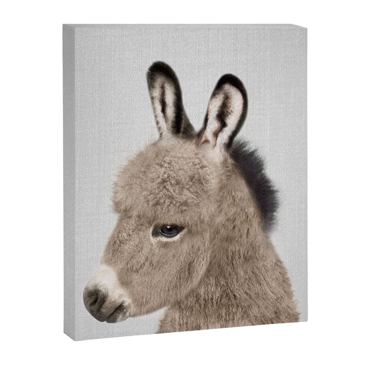 Donkey - Colorful Canvas Print Gallery Image 8