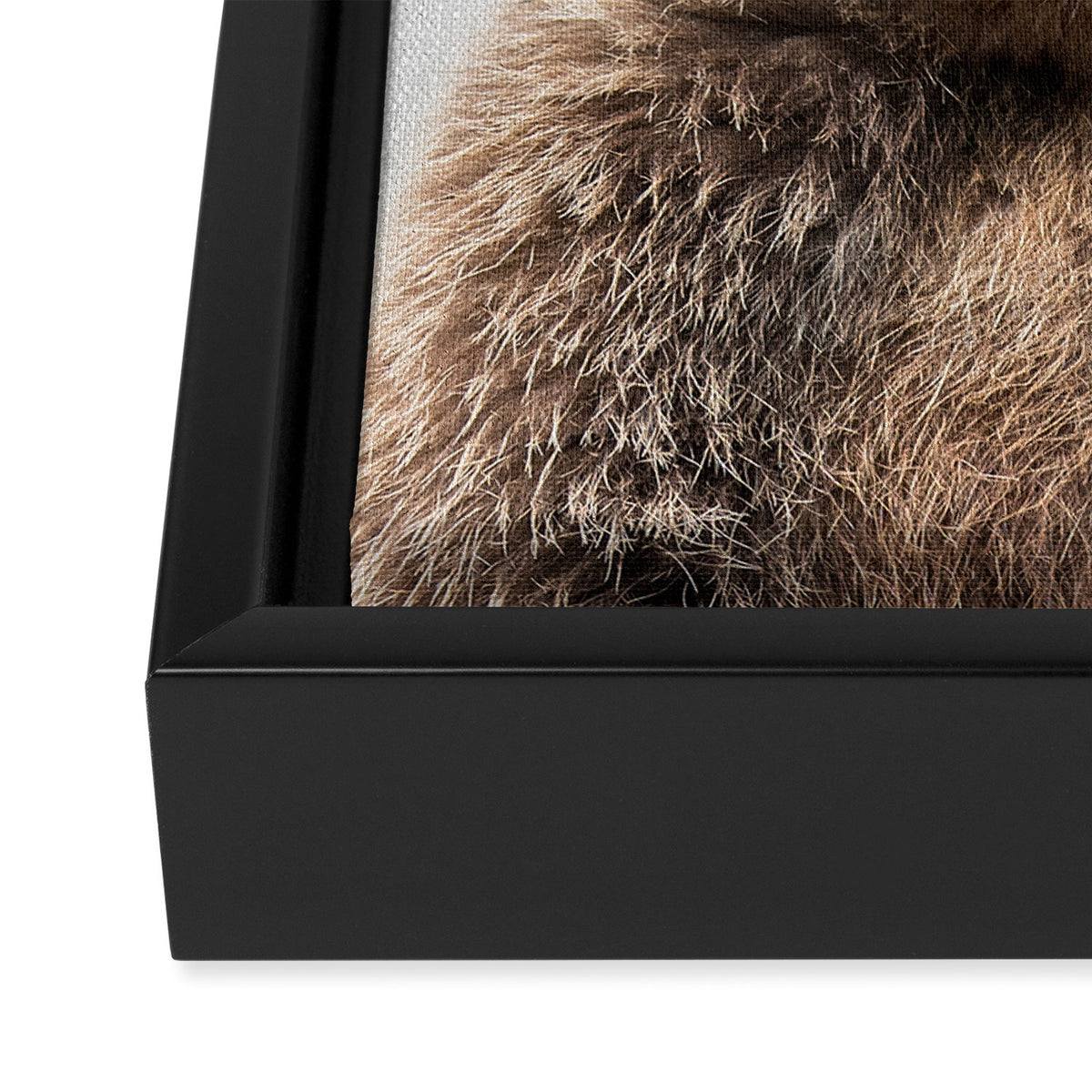Grizzly Bear - Colorful Framed Canvas Print Gallery Image 3