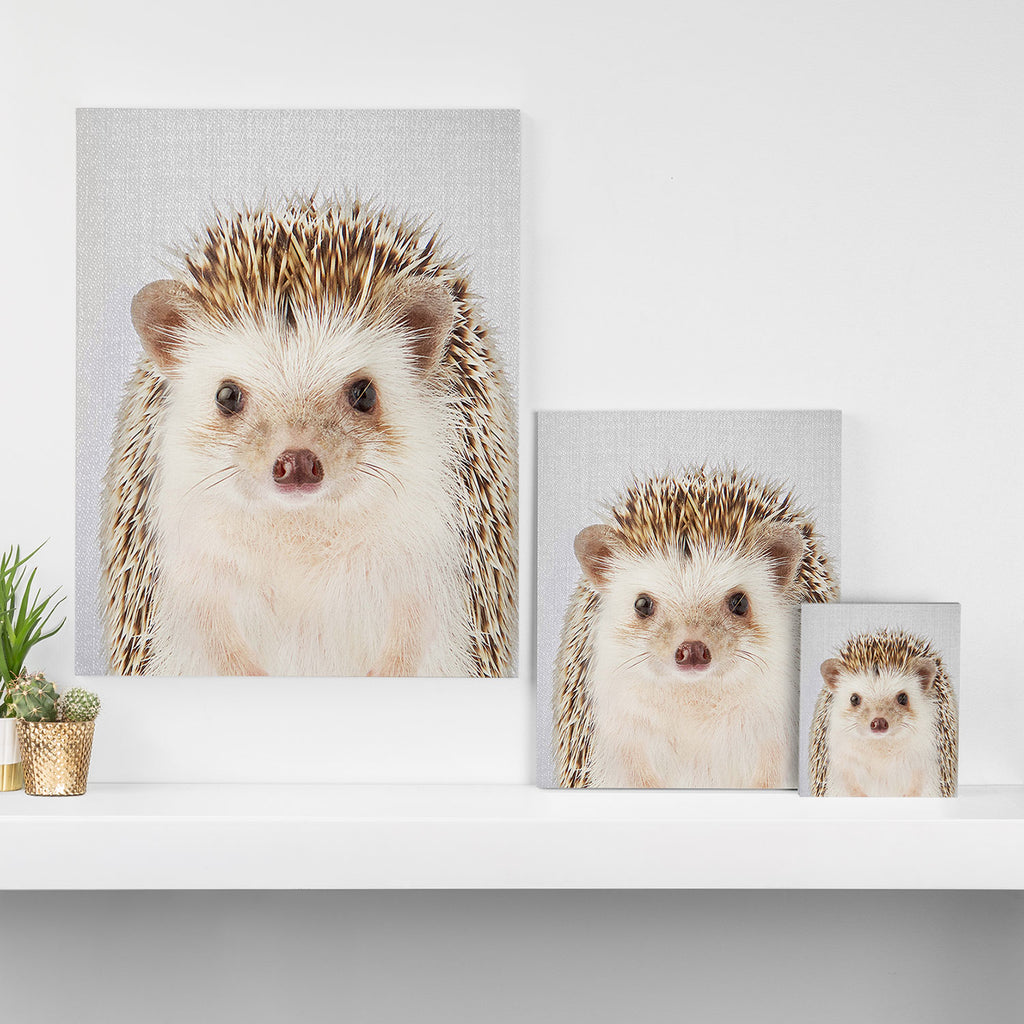 Hedgehog - Colorful Canvas Print Gallery Image 3