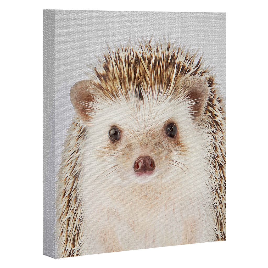 Hedgehog - Colorful Canvas Print Gallery Image 3