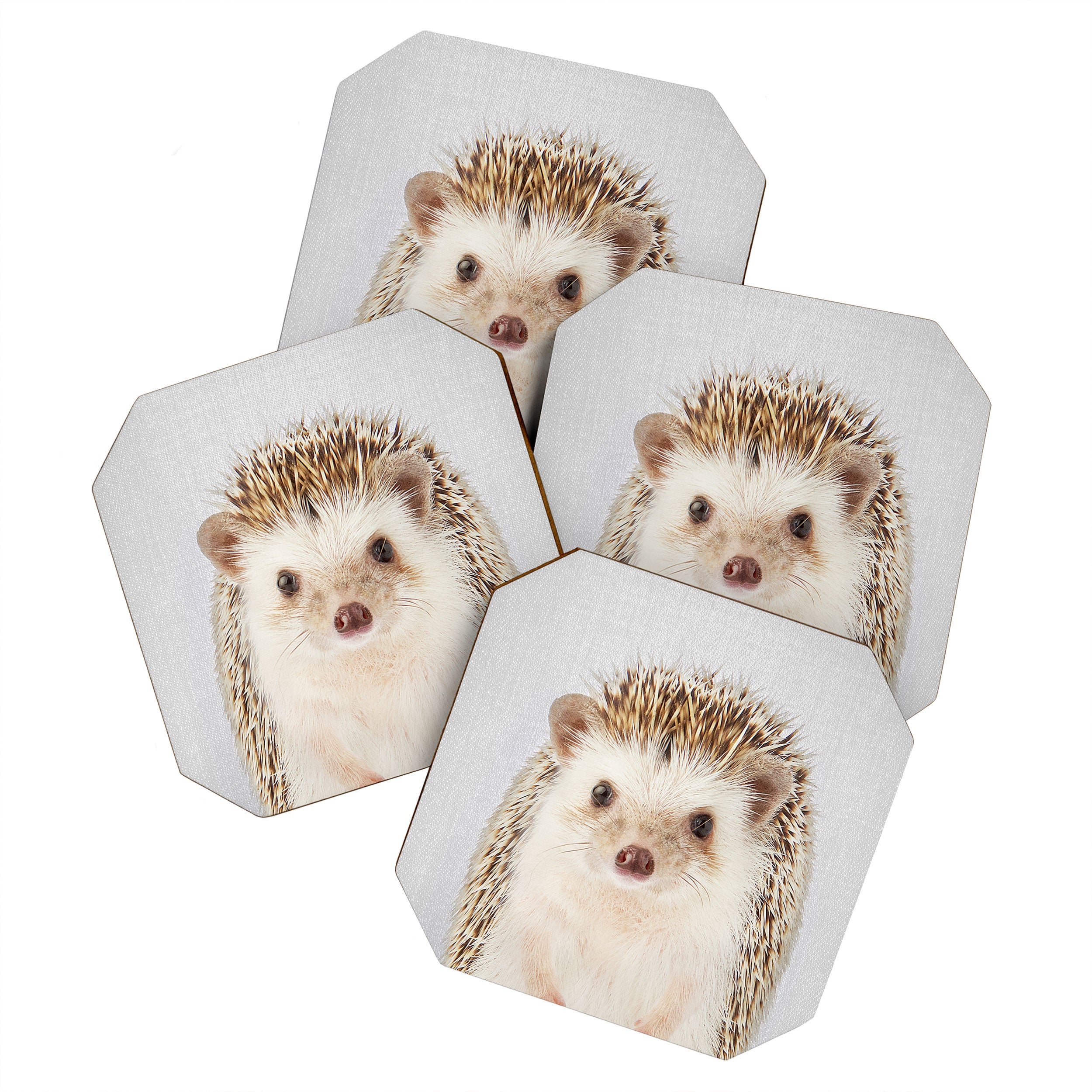 Hedgehog - Colorful Coaster Gallery Image 1