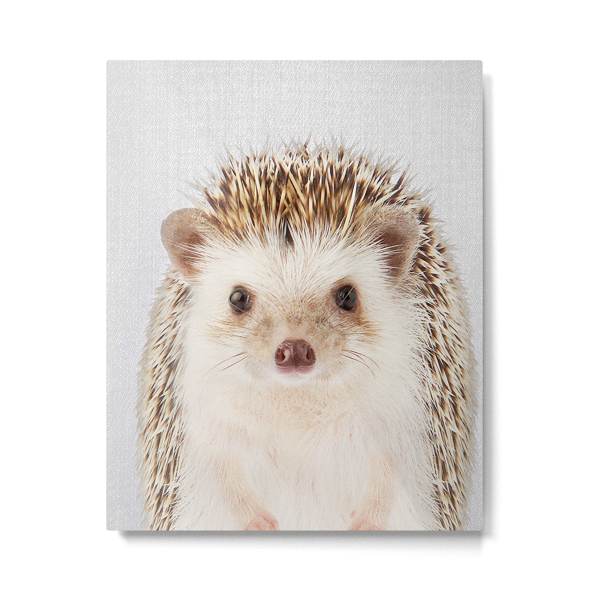 Hedgehog - Colorful Metal Print Gallery Image 6