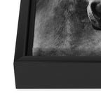 Horses - Black & White 7 Framed Canvas Print Gallery Image 3