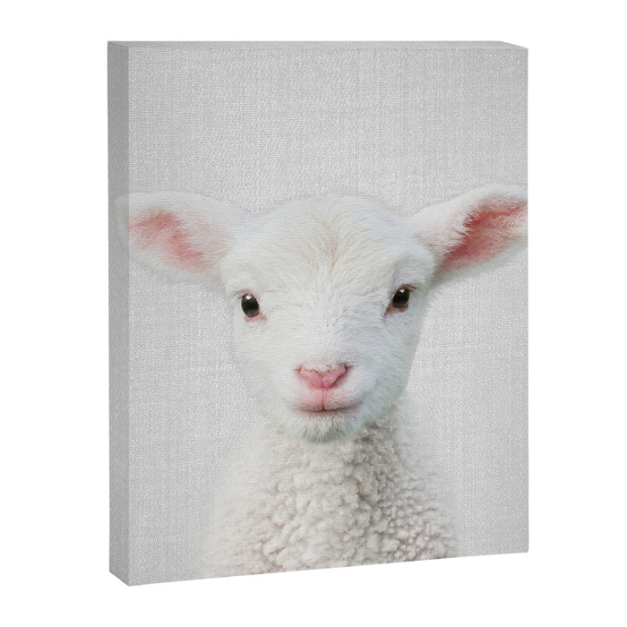 Lamb - Colorful Canvas Print Gallery Image 1