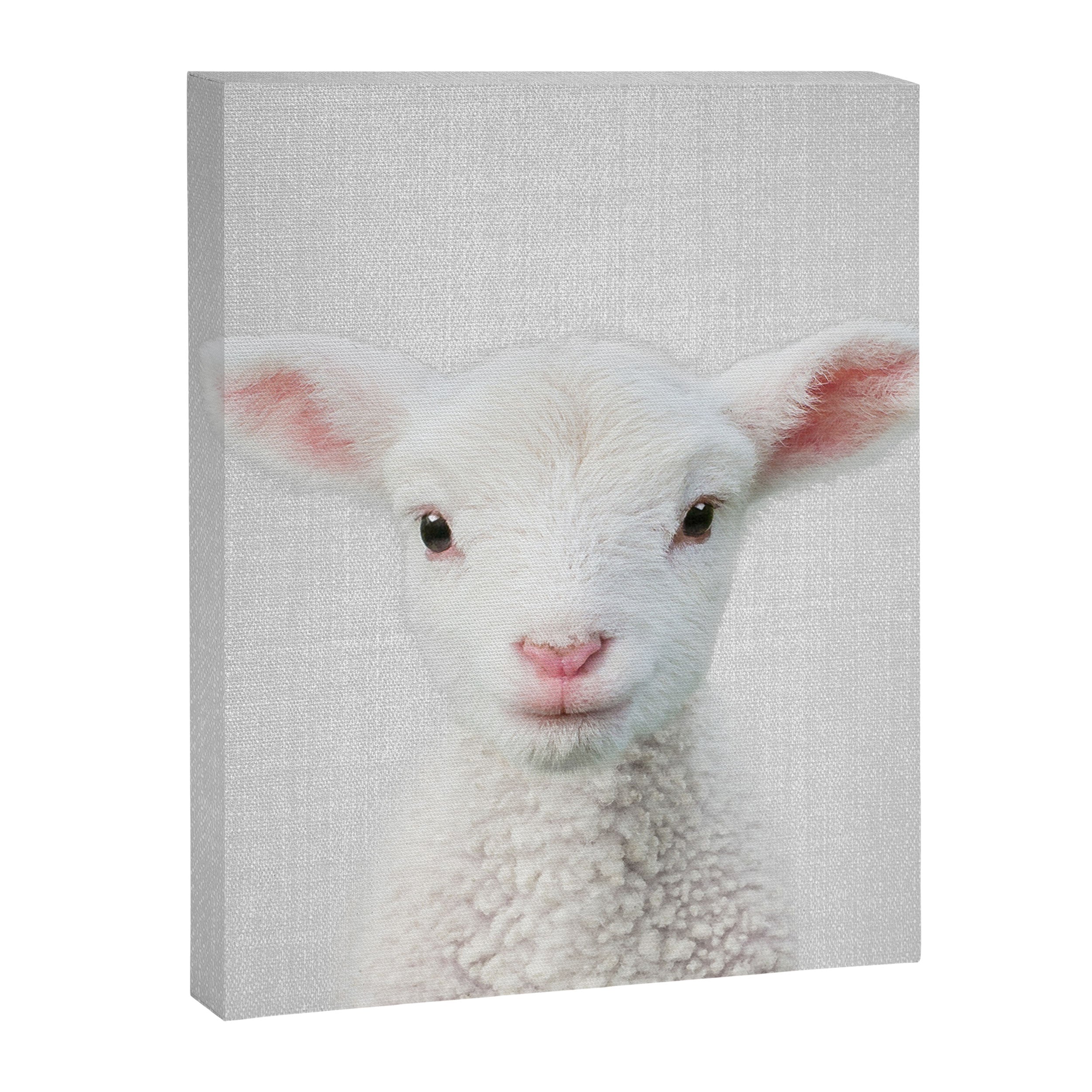 Lamb - Colorful Canvas Print Gallery Image 8