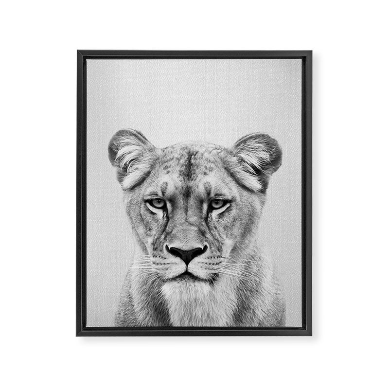 Lioness - Black & White Framed Canvas Print Gallery Image 8
