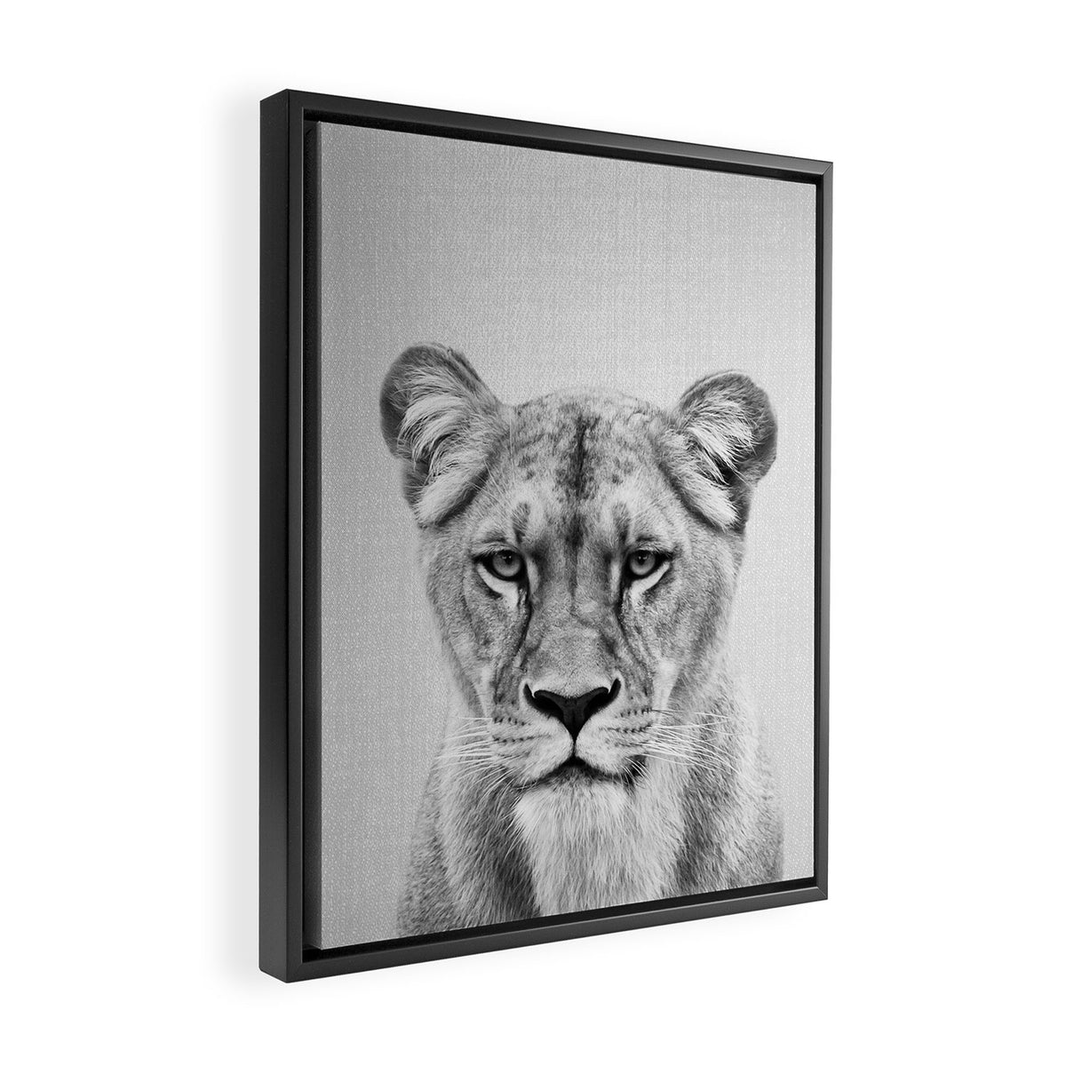 Lioness - Black & White Framed Canvas Print Gallery Image 2