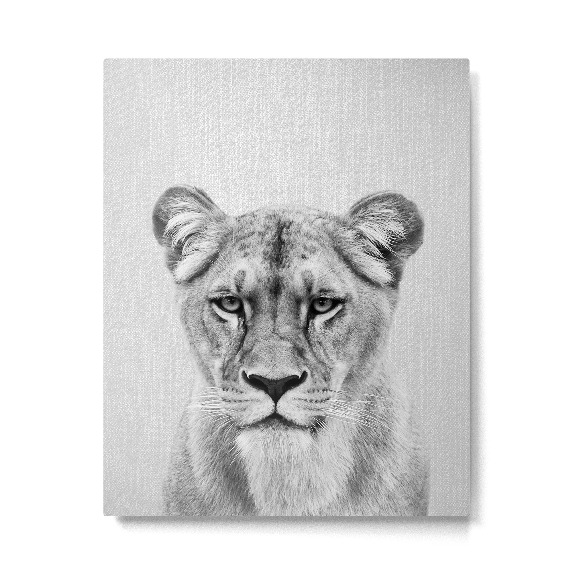 Lioness - Black & White Metal Print Gallery Image 6