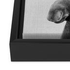 Moose - Black & White Framed Canvas Print Gallery Image 3
