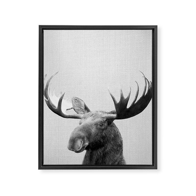 Moose - Black & White Framed Canvas Print Gallery Image 8