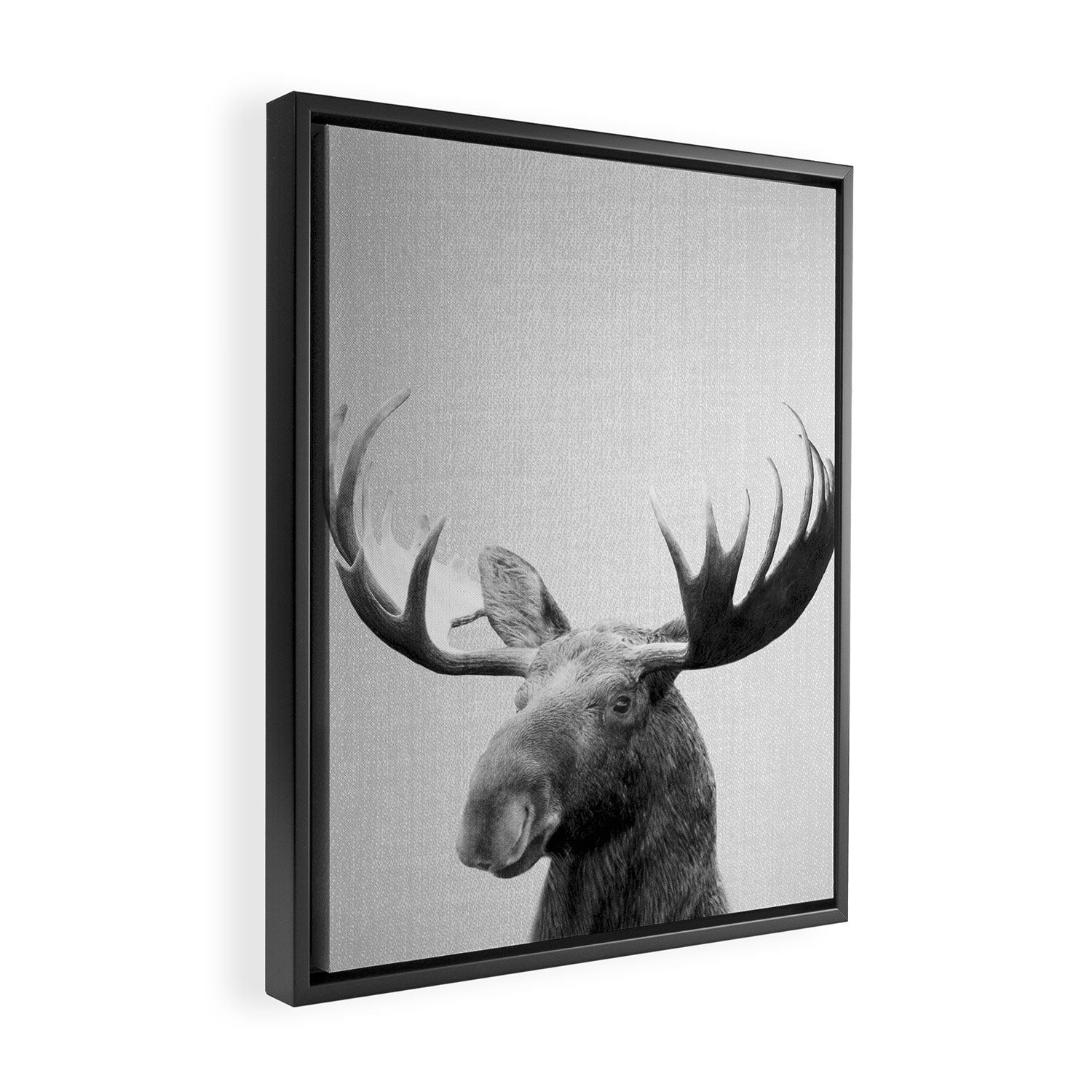 Moose - Black & White Framed Canvas Print Gallery Image 2