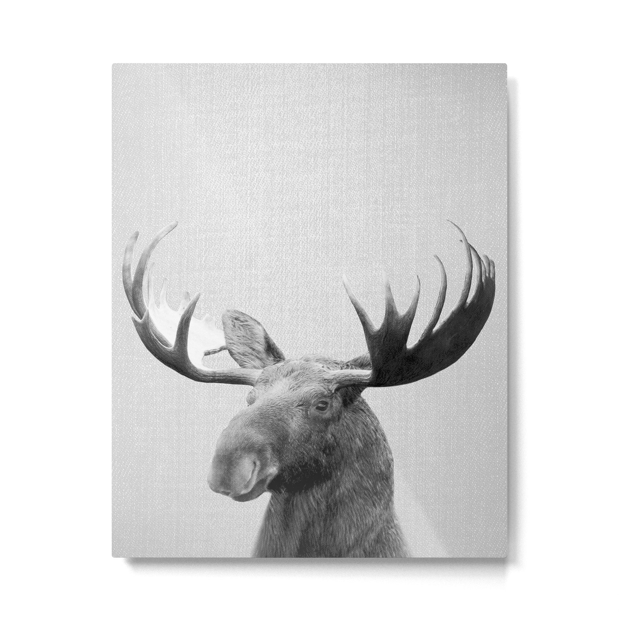 Moose - Black & White Metal Print Gallery Image 6