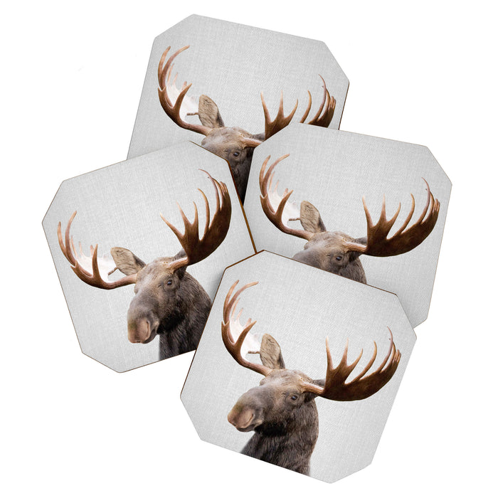 Moose - Colorful Coaster Gallery Image 1