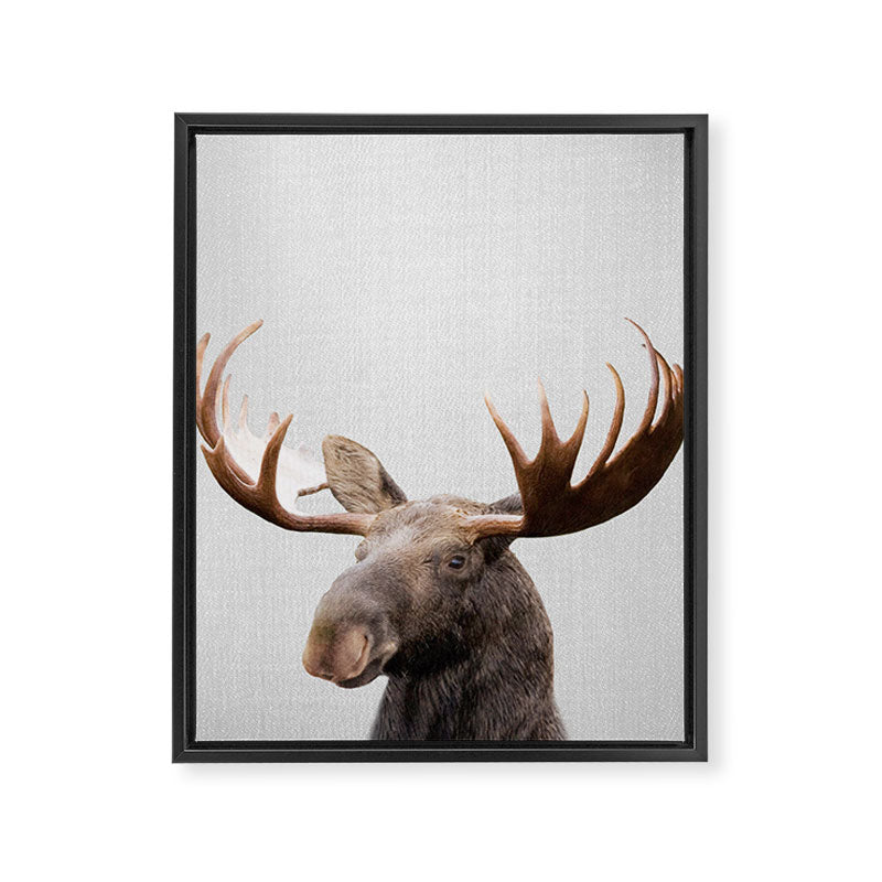 Moose - Colorful Framed Canvas Print Gallery Image 8