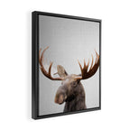 Moose - Colorful Framed Canvas Print Gallery Image 2