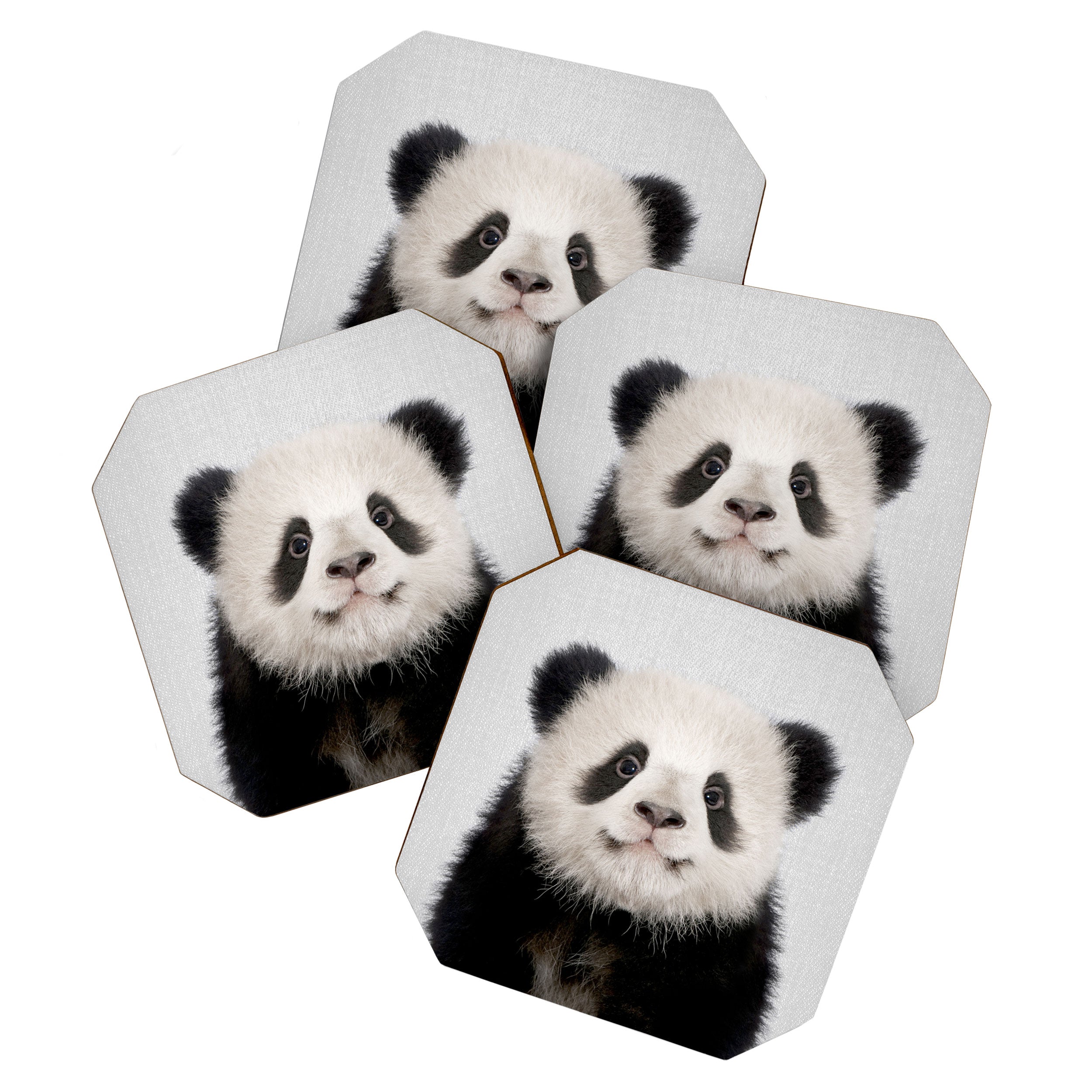 Panda Bear - Colorful Coaster Gallery Image 1