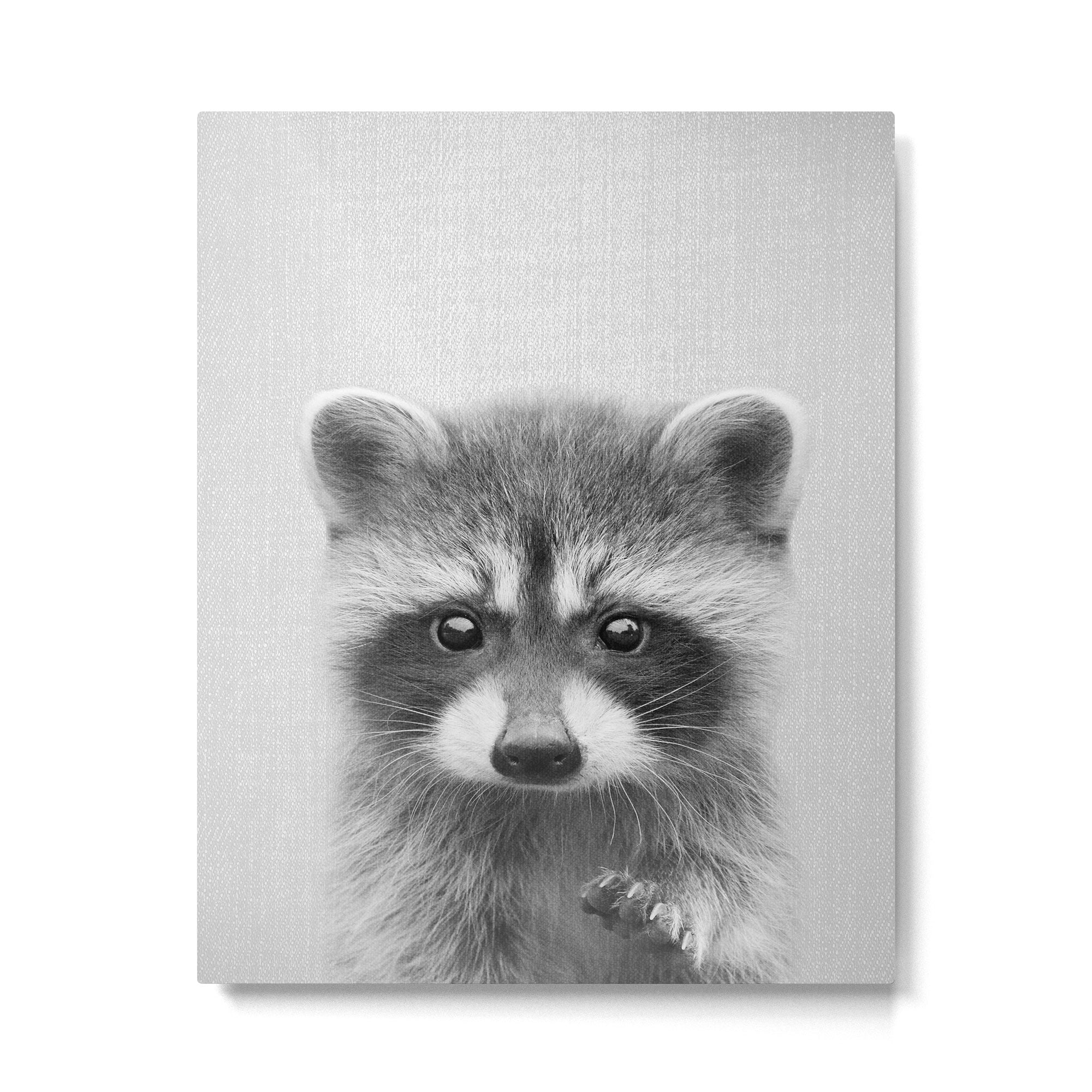 Raccoon - Black & White Metal Print Gallery Image 6
