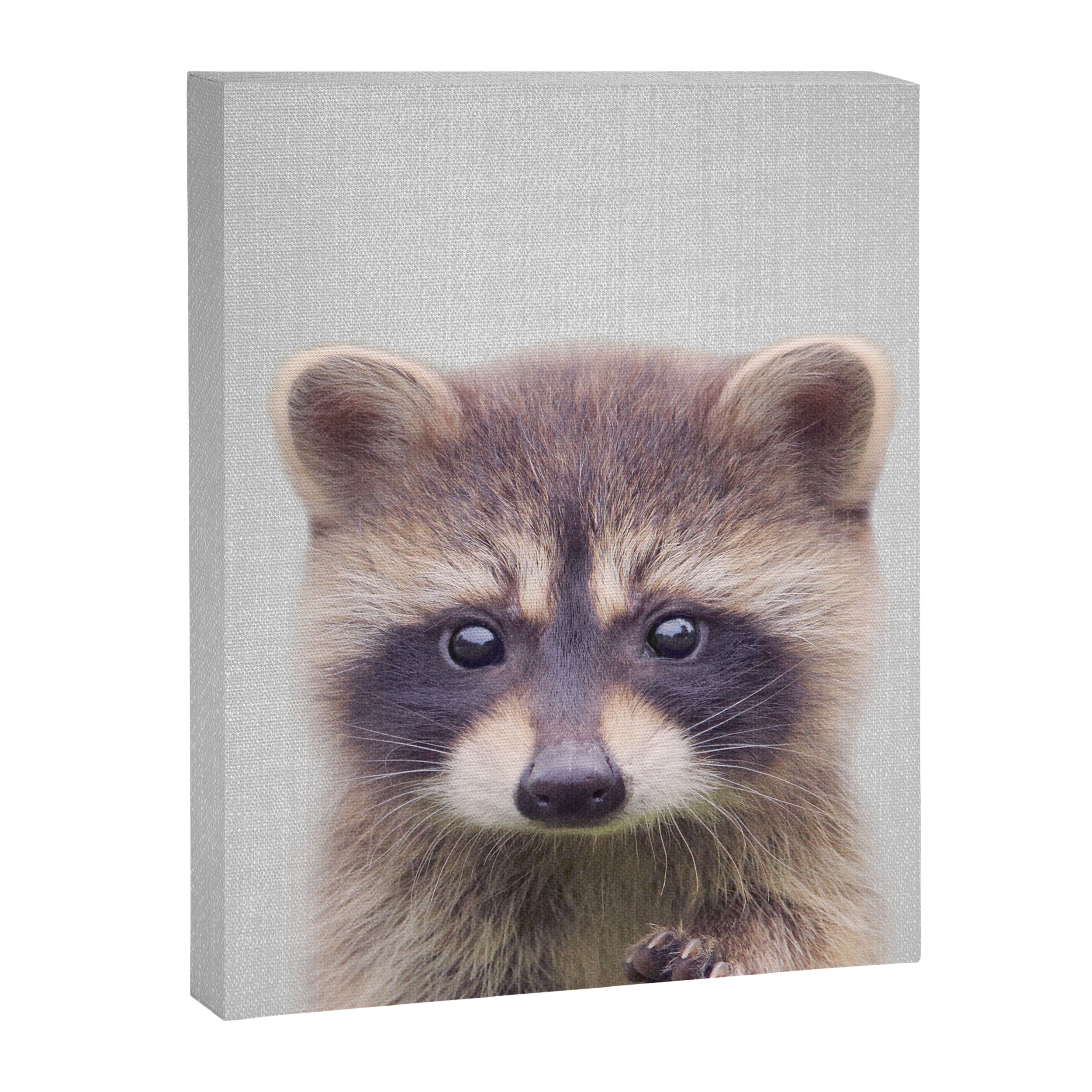 Raccoon - Colorful Canvas Print Gallery Image 8
