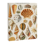 Seashells Collection Canvas Print Gallery Image 6