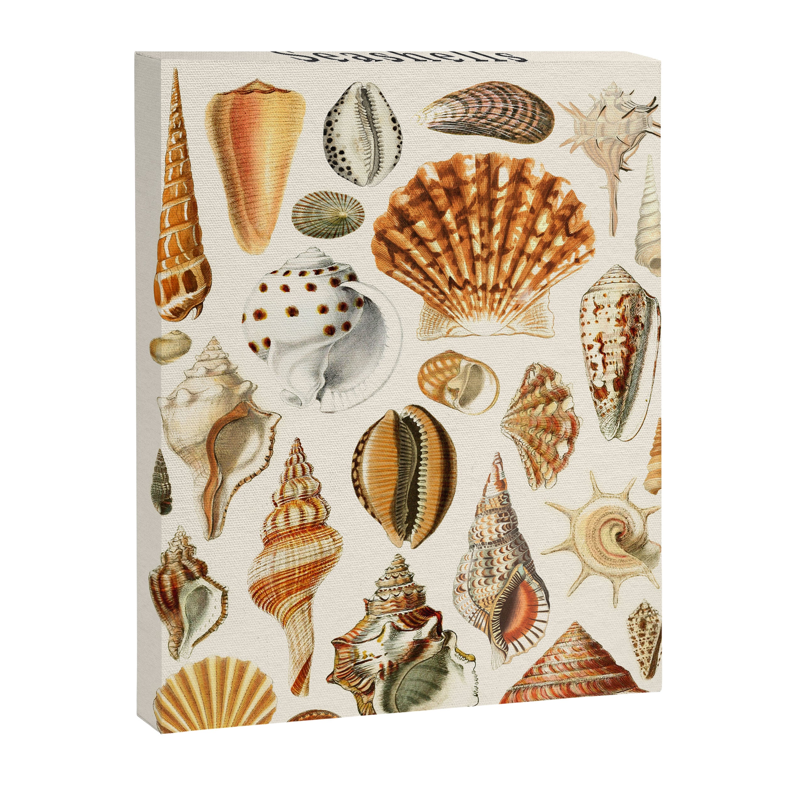 Seashells Collection Canvas Print Gallery Image 6