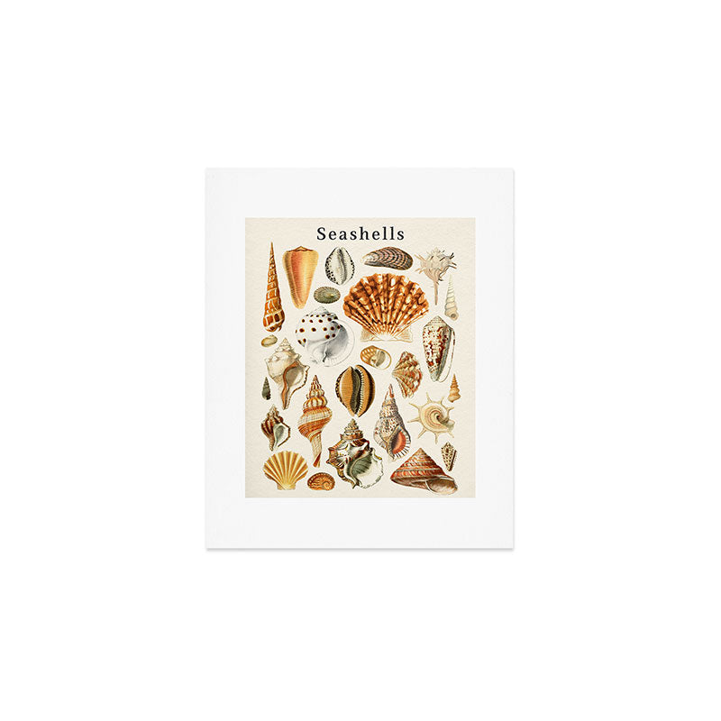 Seashells Collection Art Print Gallery Image 1