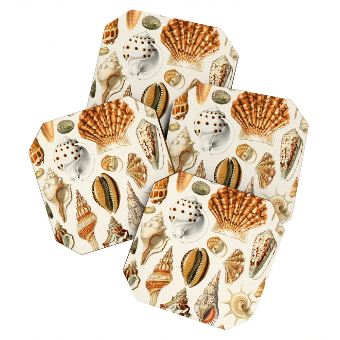 Seashells Collection Coaster Gallery Image 1