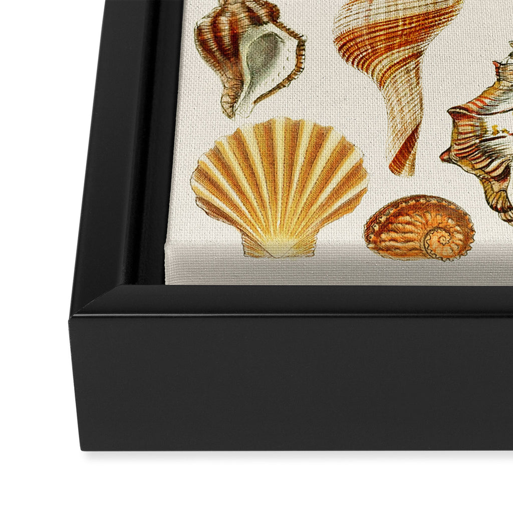 Seashells Collection Framed Canvas Print Gallery Image 3