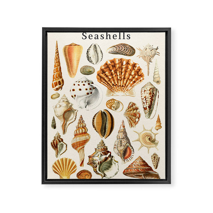 Seashells Collection Framed Canvas Print Gallery Image 1