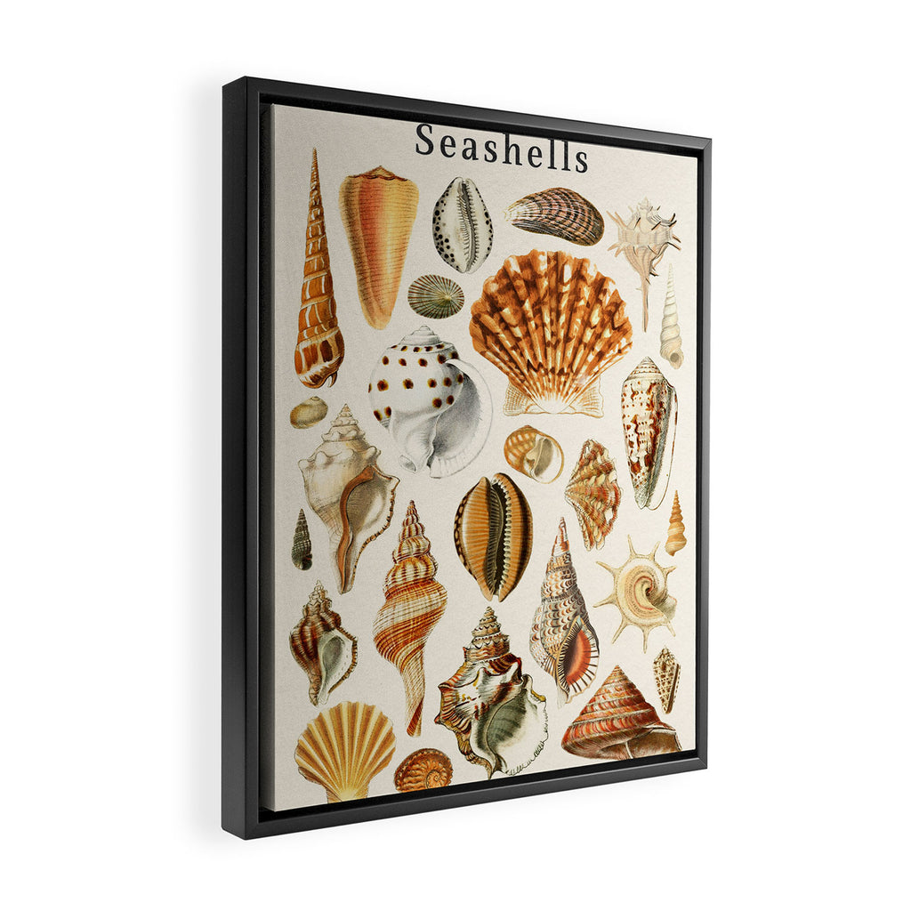 Seashells Collection Framed Canvas Print Gallery Image 2