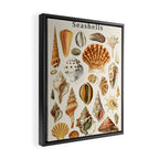 Seashells Collection Framed Canvas Print Gallery Image 2
